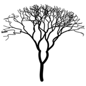 vp/fractales/arbres.11