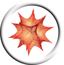 128x128/mathematica.png